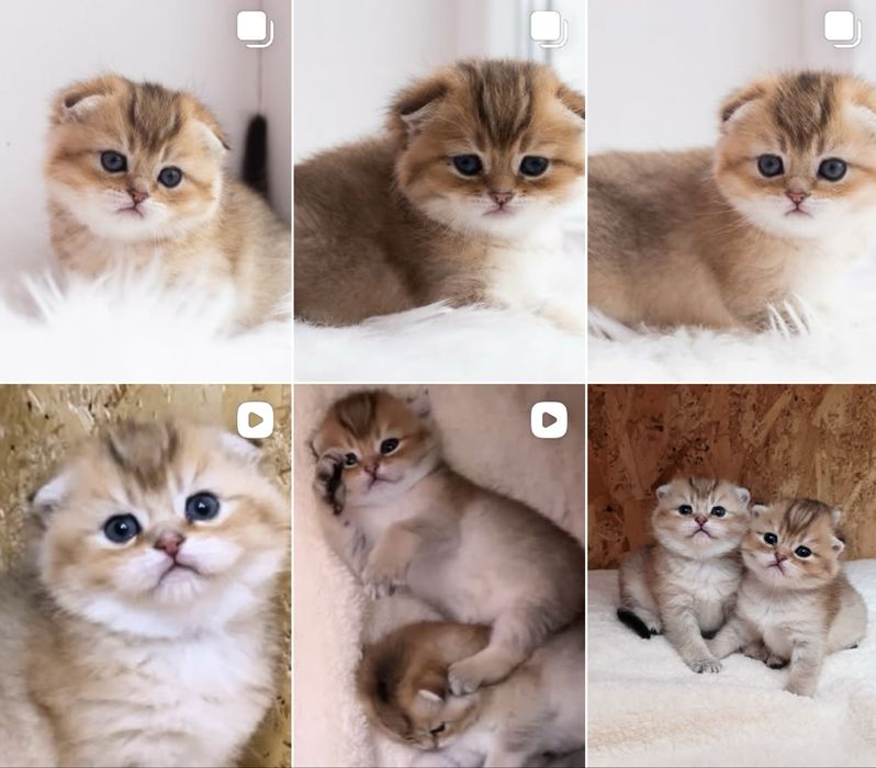 Чарівні кошенята ведмежата