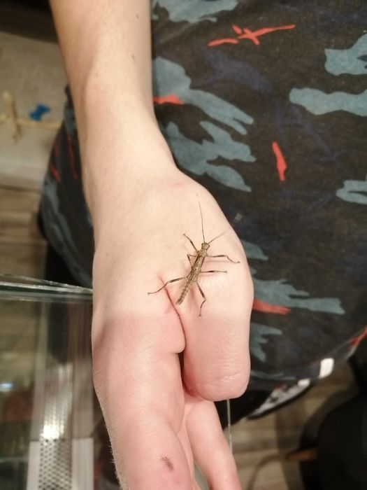 Straszyk nowogwinejski, owad, straszyki, patyczaki, patyczak, straszyk