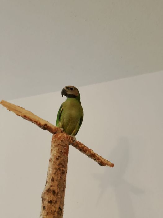 Aleksadretta rozowopiersna