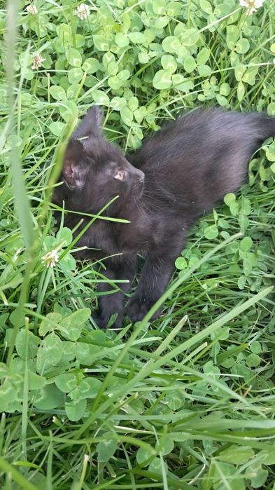 Кошенята в хороші руки