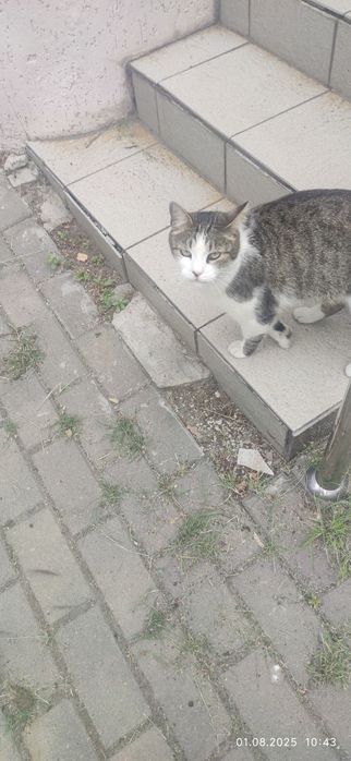 Замечена кошка, ищет дом