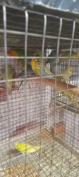 Casais de piriquitos