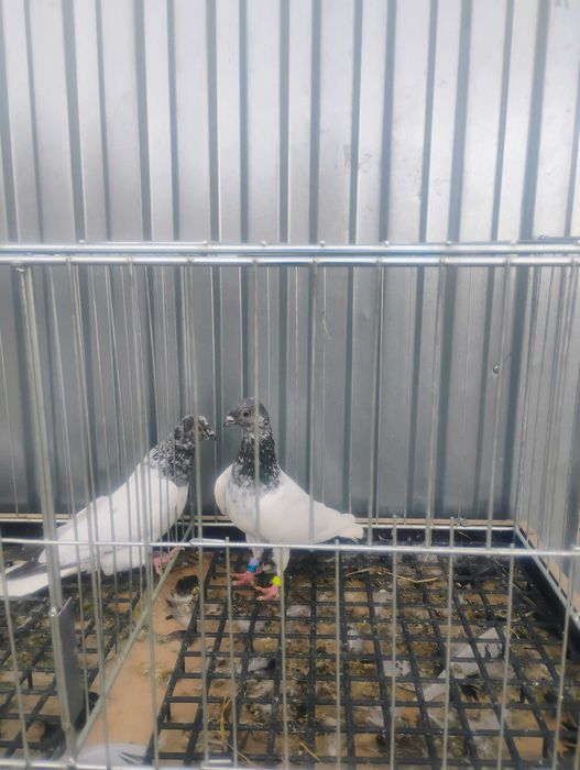 Gołębie budapeszty