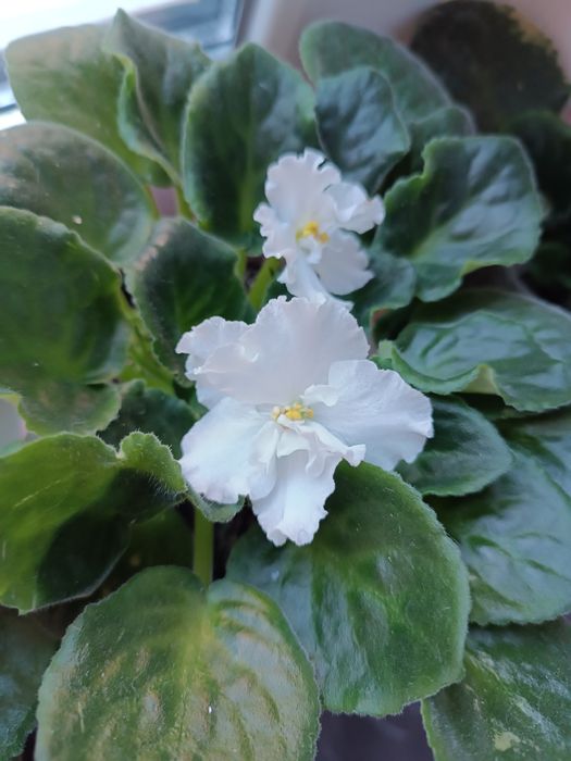 Фіалка дуже гарна.