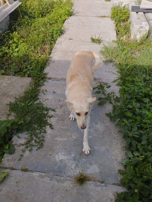 Собака,метис,спокійна.