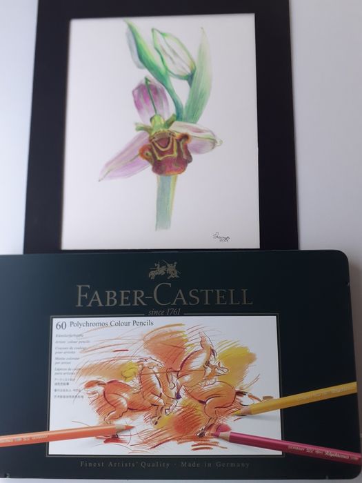 Pintura e Ilustração botânica em papel ou tela
