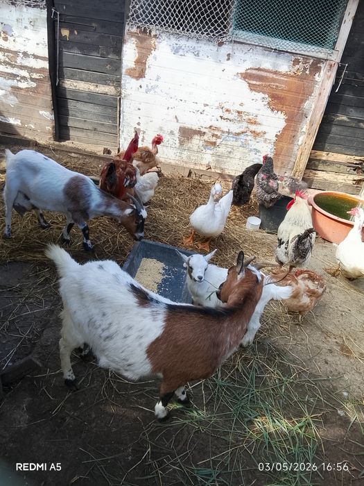 Vendo cabrita fêmea