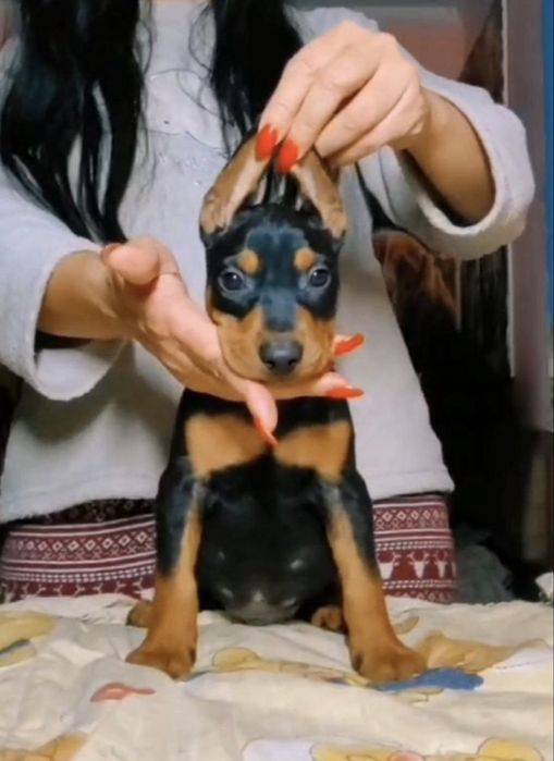 Немецкие пинчеры