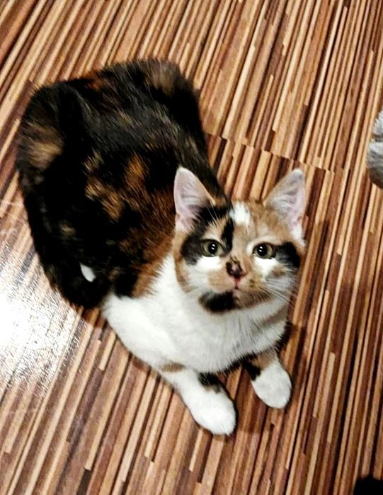 Trikolorka, 9 miesięczna koteńka do adopcji..wraz z mamą