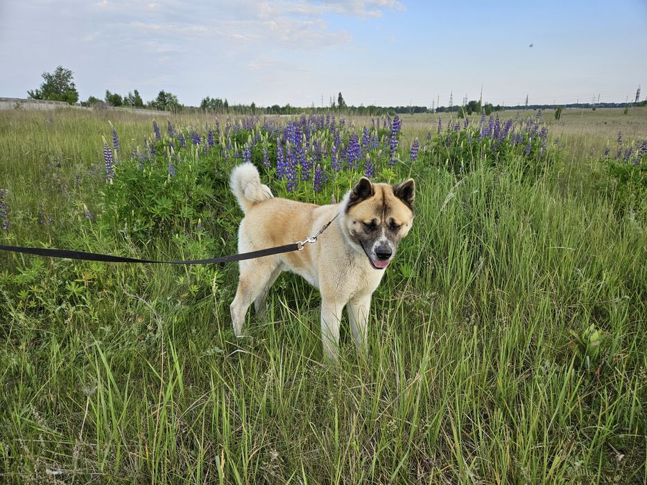 В'язка, Американська Акіта, Американская Акита, Київ, Бровари