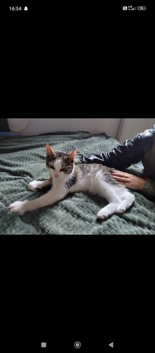 Znaleziono młodego kocurka