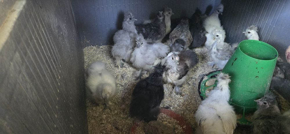 Perus e Sedosas do Japão