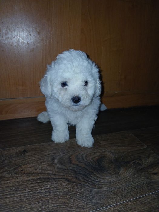 Прожається хлопчик бішон фрізе