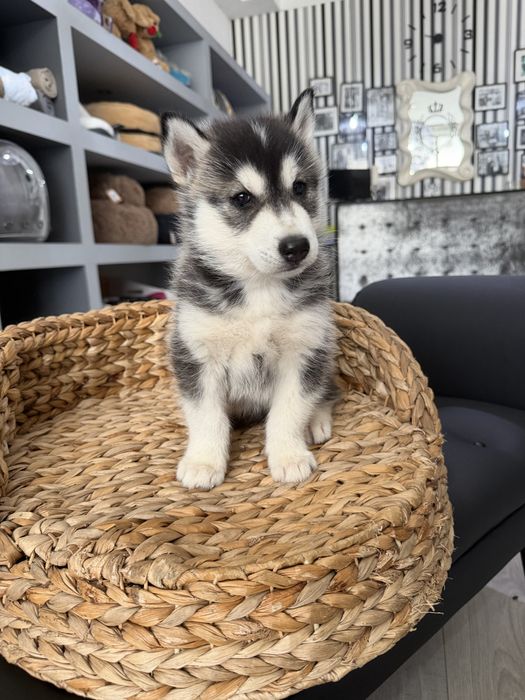 Husky menino top