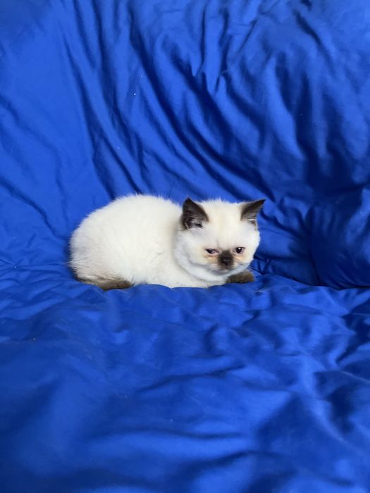 Шотландський котик.Хлопчик страйт