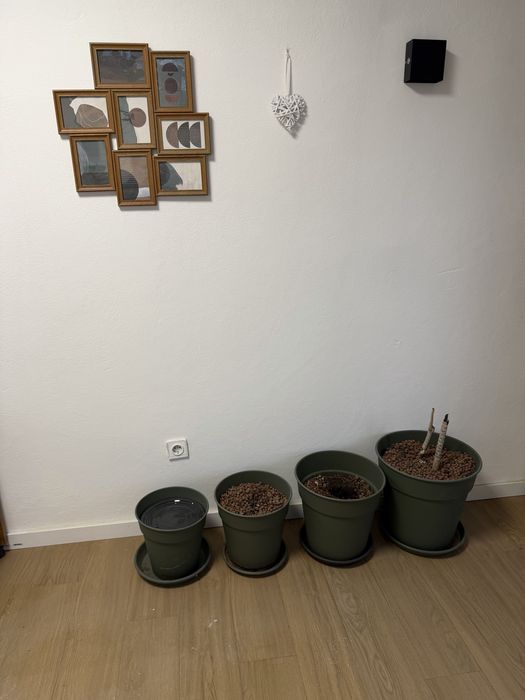4 vasos de plantas com terra