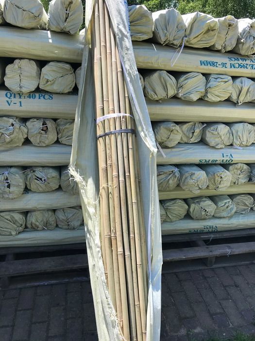 Tyczka Bambusowa 26/28 mm 295 cm Bambus Sadowniczy