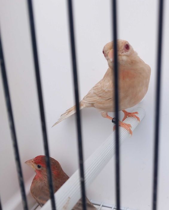 Carpodacus mexicanos de mutação