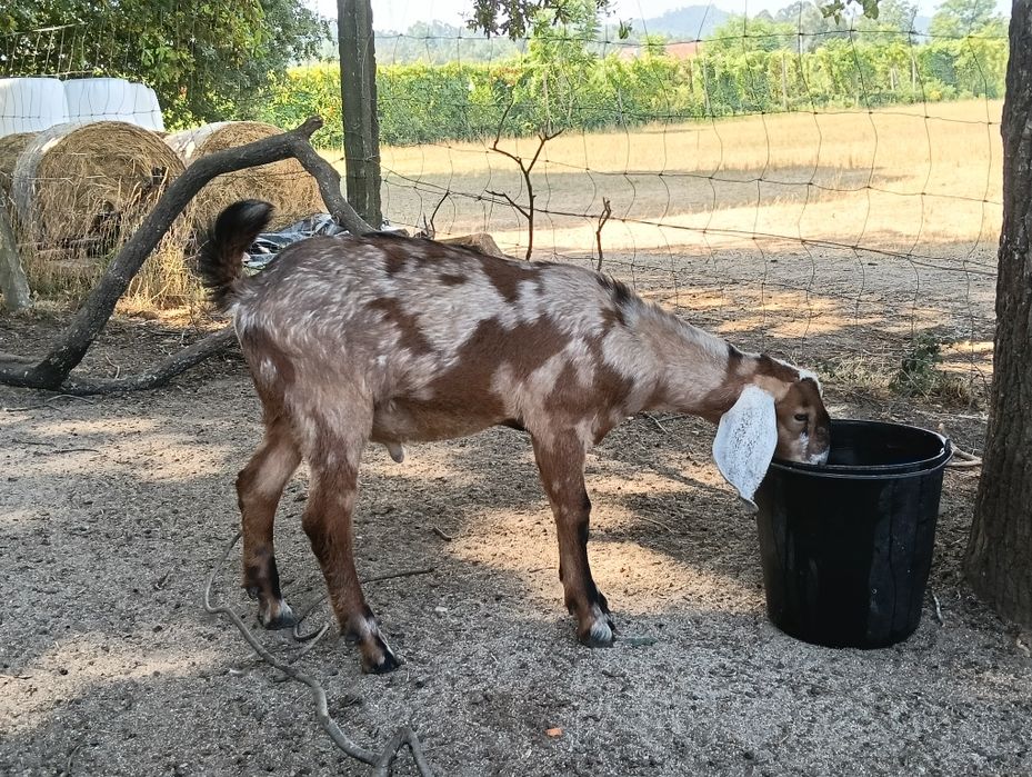 Cabras Anglonubianas