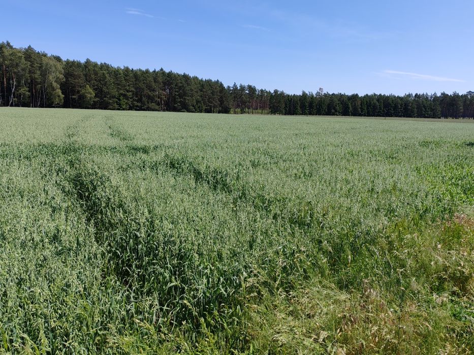 Sprzedam grunty rolne