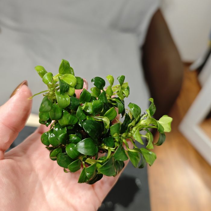 Anubias mini sadzonki