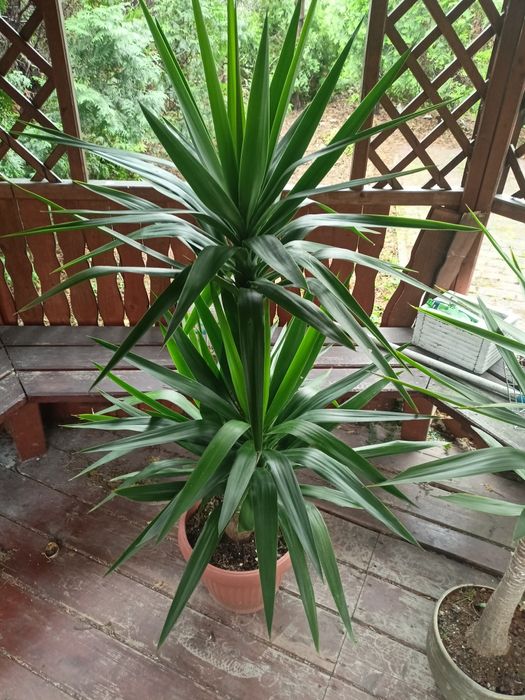 Juka do domu i ogrodu