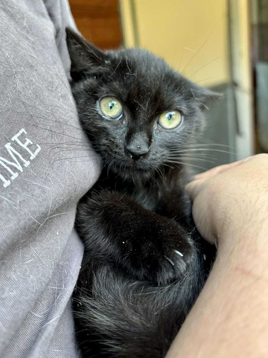 Czarny kocurek Blus szuka domu