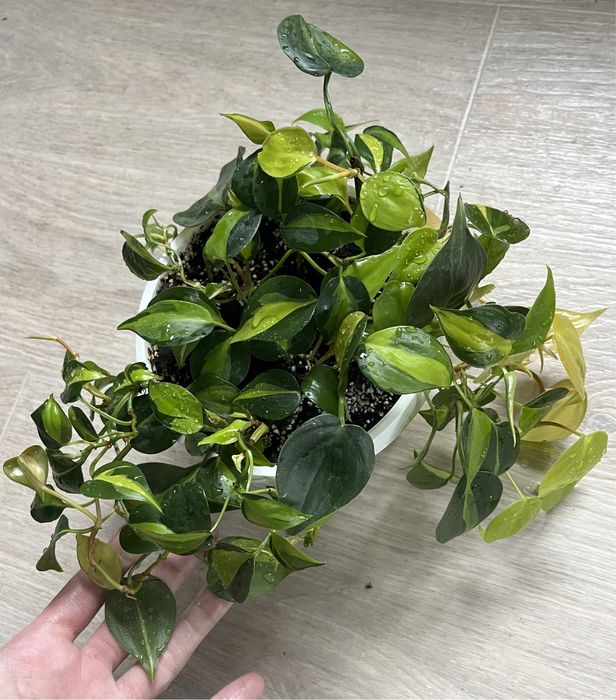 Філодендрон Бразіл