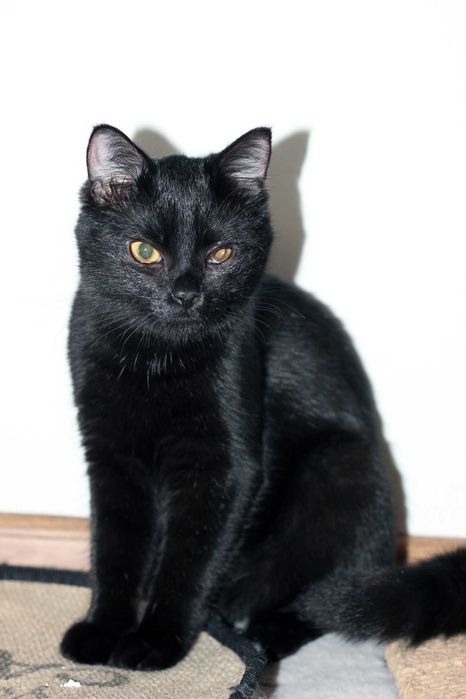 Mila szuka wspólnego domu z Milką! Fundacja "Stawiamy na Łapy"