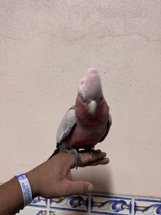 Aves domesticadas