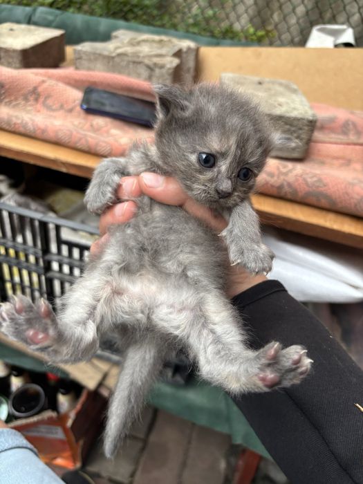 Котики 3 тижні маленькі