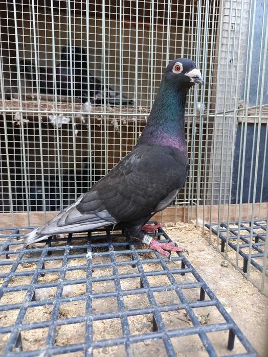 Pocztowe rubella sooty indigo
