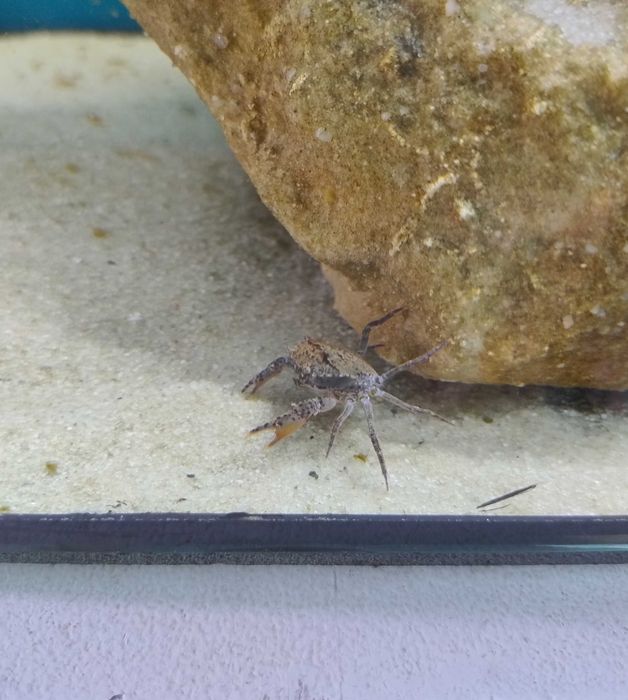 Krab Mekhong thelphusa krab wodny