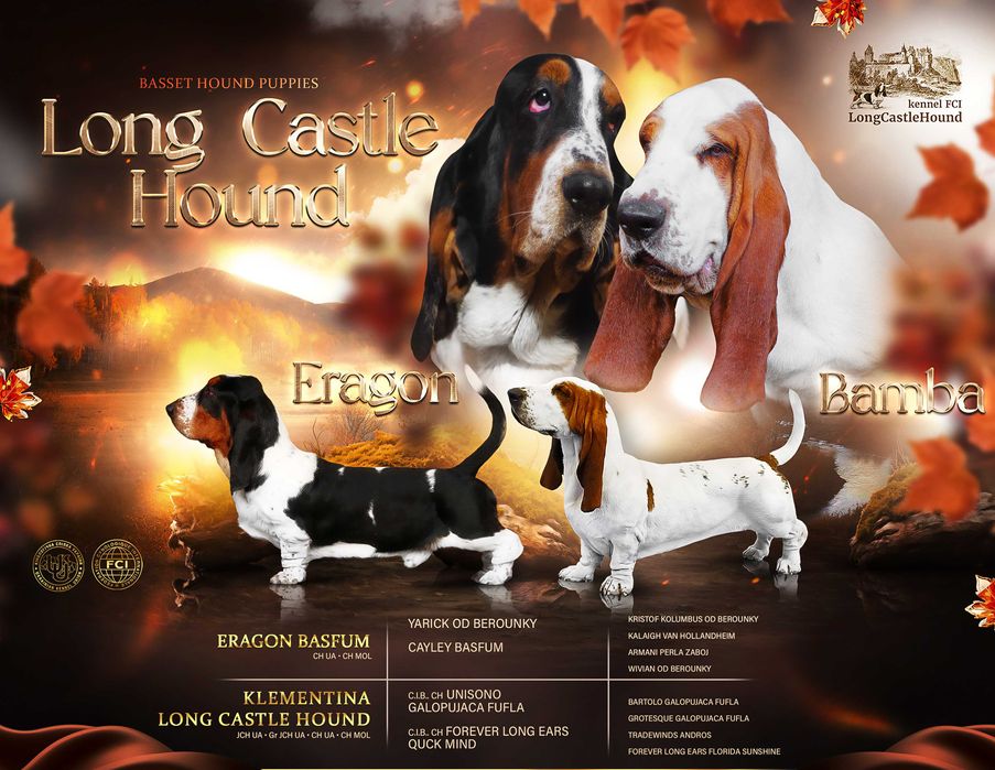 Бассет Хаунд Щенки. Более 30 лет жизни с этой замечательной породой.