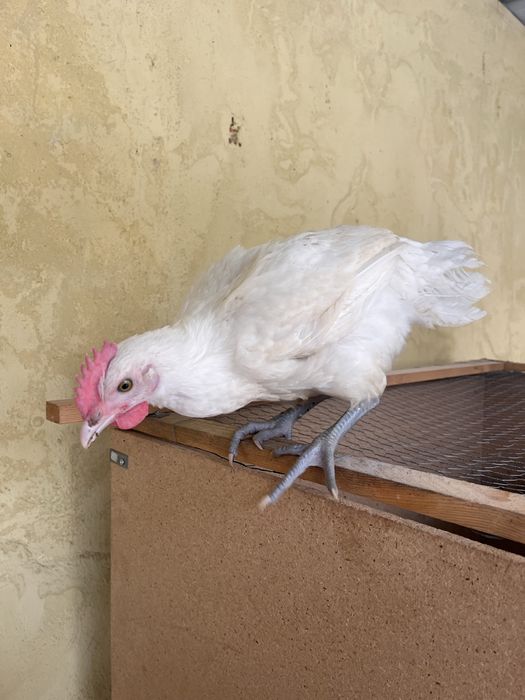 Frango la bresse