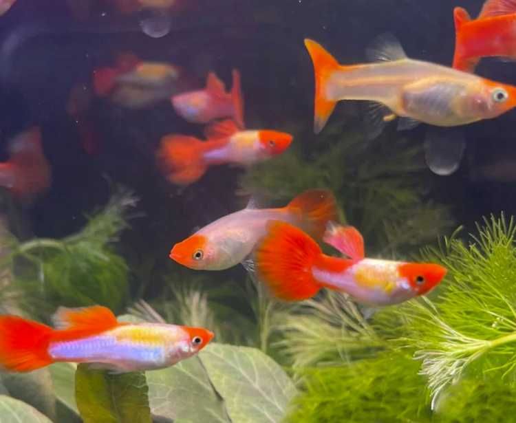 Гуппі червона кої