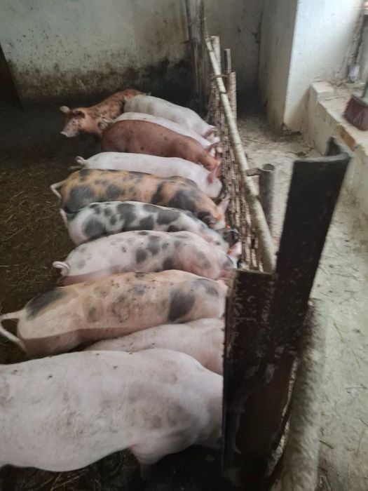 Świnki warchlaki do 30 kg