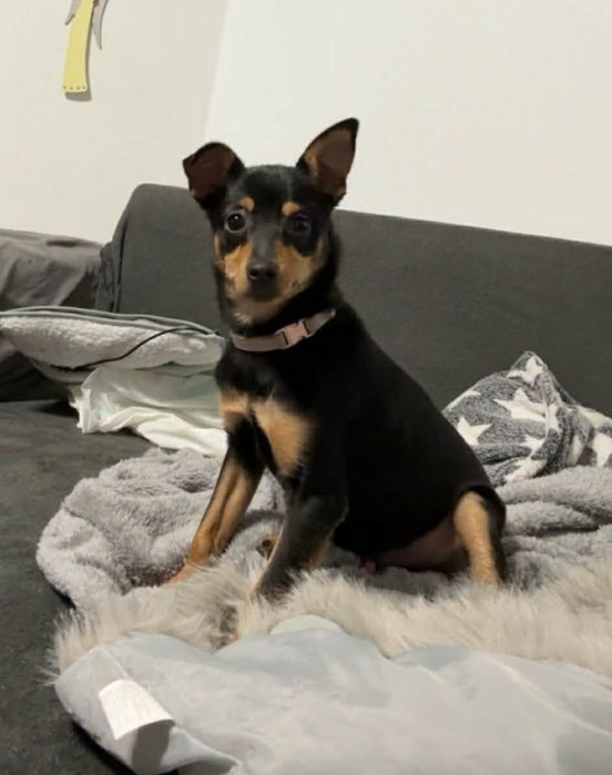 Czoko szuka swojej rodziny