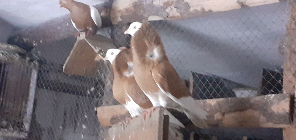 Gołębie rasowe kapucyn