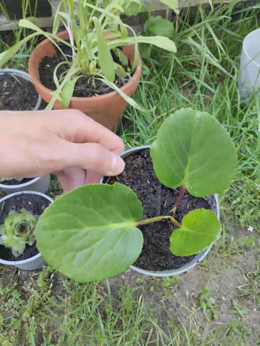 Bergenia zimozielone liście różowe kwiaty sadzonka w doniczce
