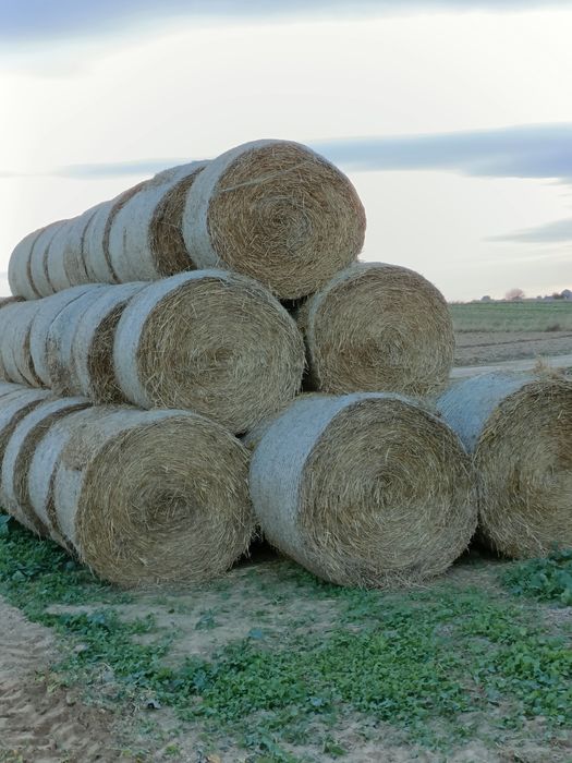 Słoma bele 160cm suche mocno zbite