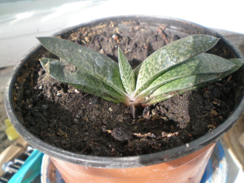 Гастерия, Хавротия