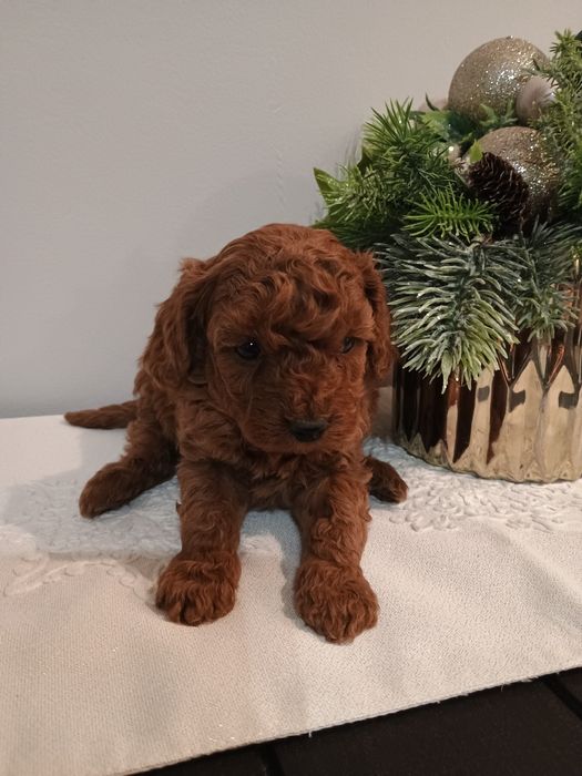 Pudel toy , miniatura śliczny piesek