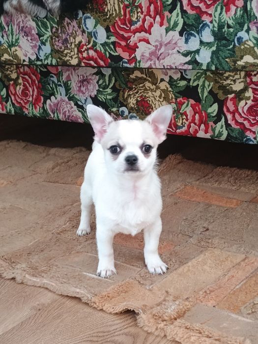 Chihuahua chłopczyk  że znaczeniami lilak