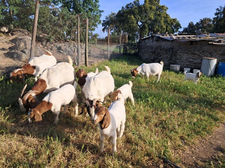 Casais boer puros