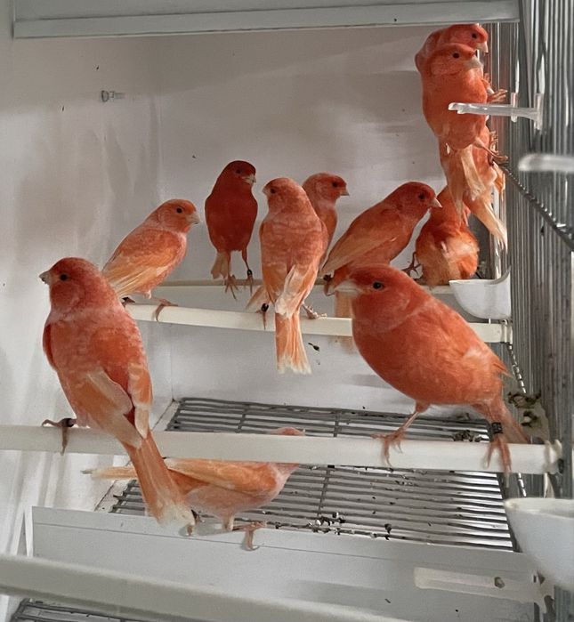 Canarios para vender a partir do valor no anuncio( avi-maia)