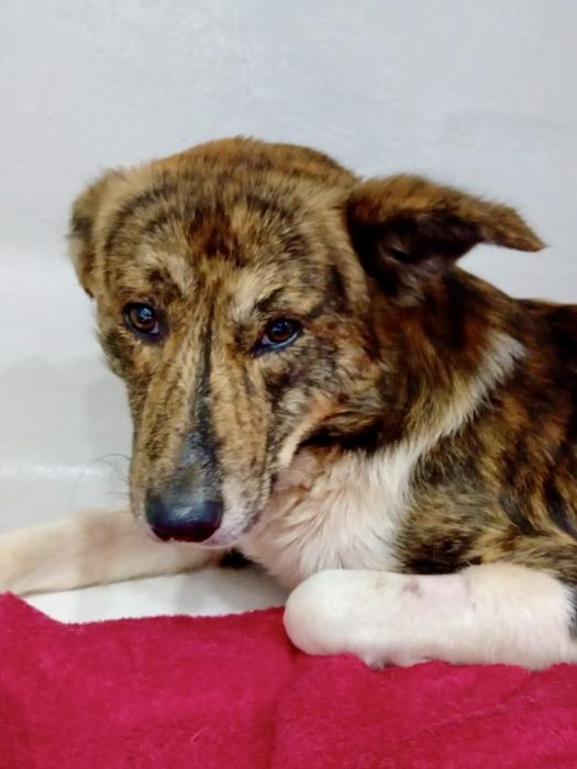 Macho jovem para adoção responsável