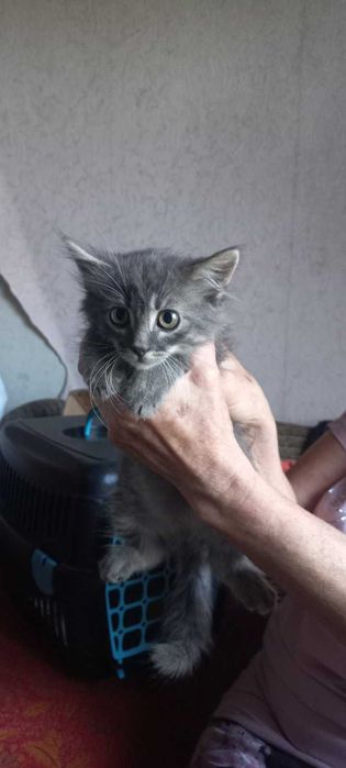 Кошенята в добрі руки