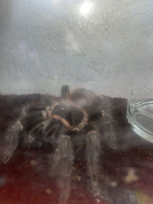 Терариум, и пренадлижащее