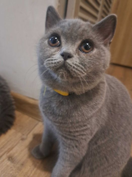 Brytyjskie Krótkowłose